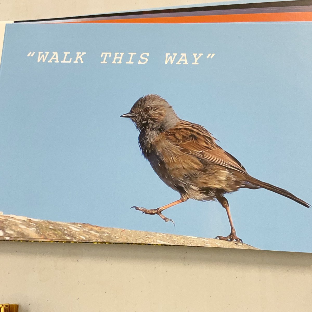 feathersandhills tweet media