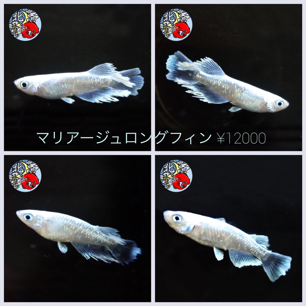 桜めだか 神戸のメダカ専門店 Medaka Sakura Twitter