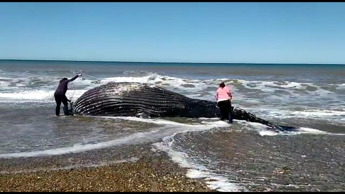 travesiasdelobo's tweet image. Mar del Plata, 07 de octubre de 2021.
Gacetilla de Prensa
VARAMIENTO DE TRES EJEMPLARES DE BALLENA JOROBADA EN LA PROVINCIA DE BUENOS AIRES
El pasado lunes 27 de septiembre apareció en playas de Bahía de los Moros (Partido de Lobería) el cuerpo sin vida de una #ballena #jorobada