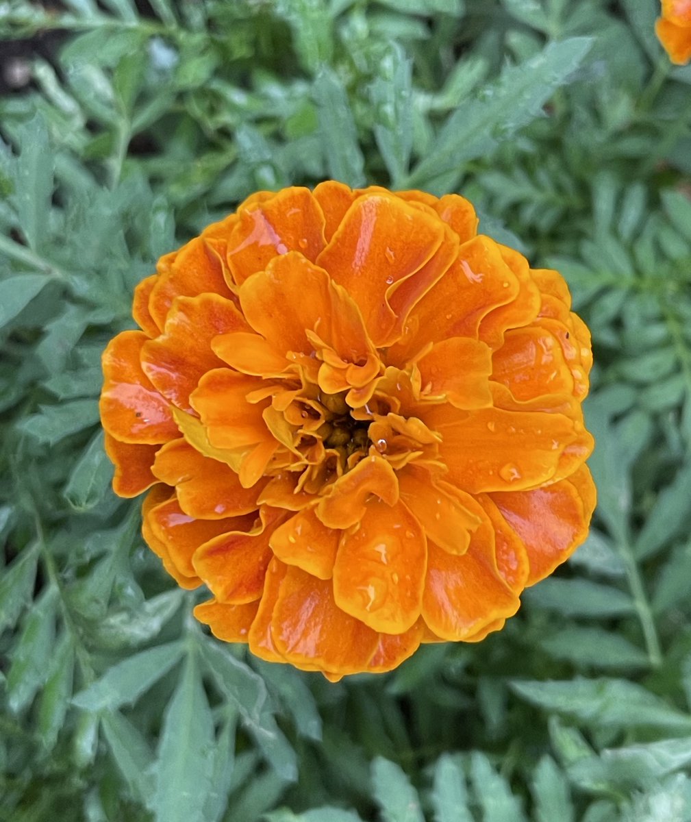 style_edo's tweet photo. こんばんわ😊
Marigold_6
マリーゴールド
#Flowers #花 https://t.co/fCNYs2xOY7