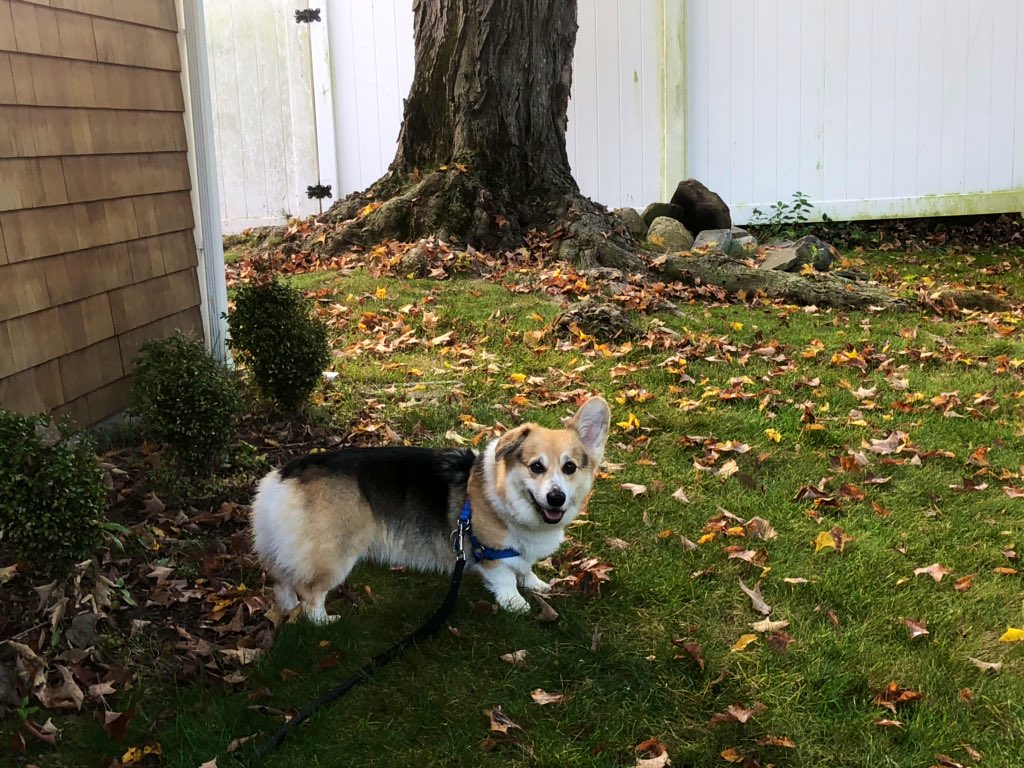 LorinOnTV's tweet photo. Happy Friday! Ollie reports foliage is just starting to pop πππ in our backyard #fallsohard https://t.co/K0Oyfrj9nh