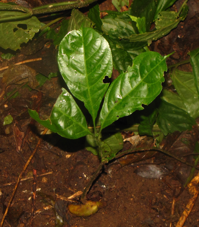 buceros82's tweet photo. Also found that patches with canopy figs had a greater diversity of saplings of the large-seeded plants. In the lifespan of a hornbill, it is not improbable that the bird will feed on the fruits of a tree whose seed it has dispersed. https://t.co/GGfYYRI7Sv