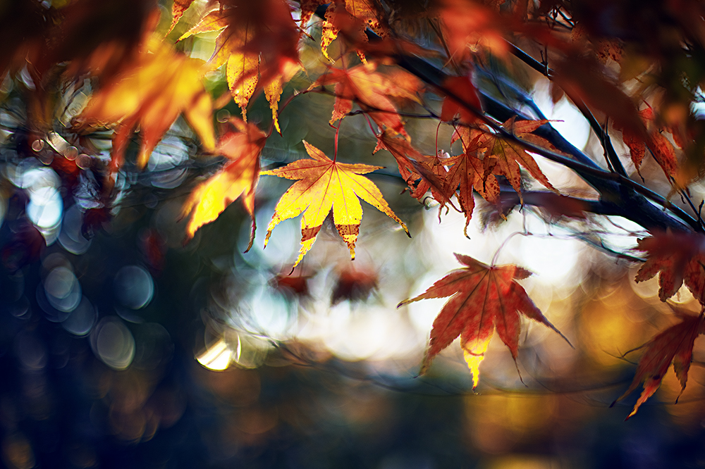 Jan65804933's tweet photo. Remembering the autumn days.

Galitskaya Elena (St. Petersburg) https://t.co/KMdjp3WVxt