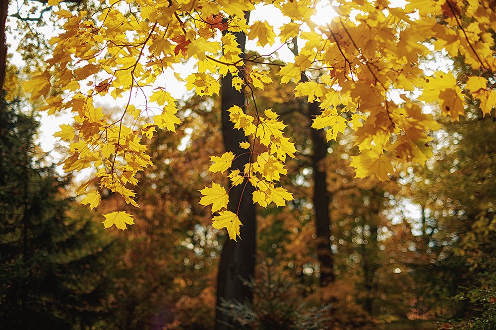 Jan65804933's tweet photo. Remembering the autumn days.

Galitskaya Elena (St. Petersburg) https://t.co/KMdjp3WVxt
