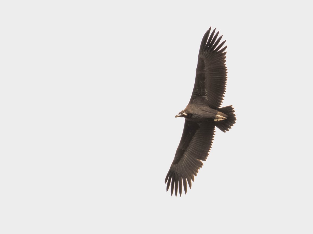 3aGmn's tweet photo. De retour du terrain les GMN s'affèrent pour rendre leur rapport à @CenRhoneAlpes relatif à l'état de conservation de la biodiversité sur l'ENS Villeperdrix. Au programme: des statistiques, de la cartographie et de la rédaction!  @APT_Nancy @AgroParisTech https://t.co/1LhG0euY28