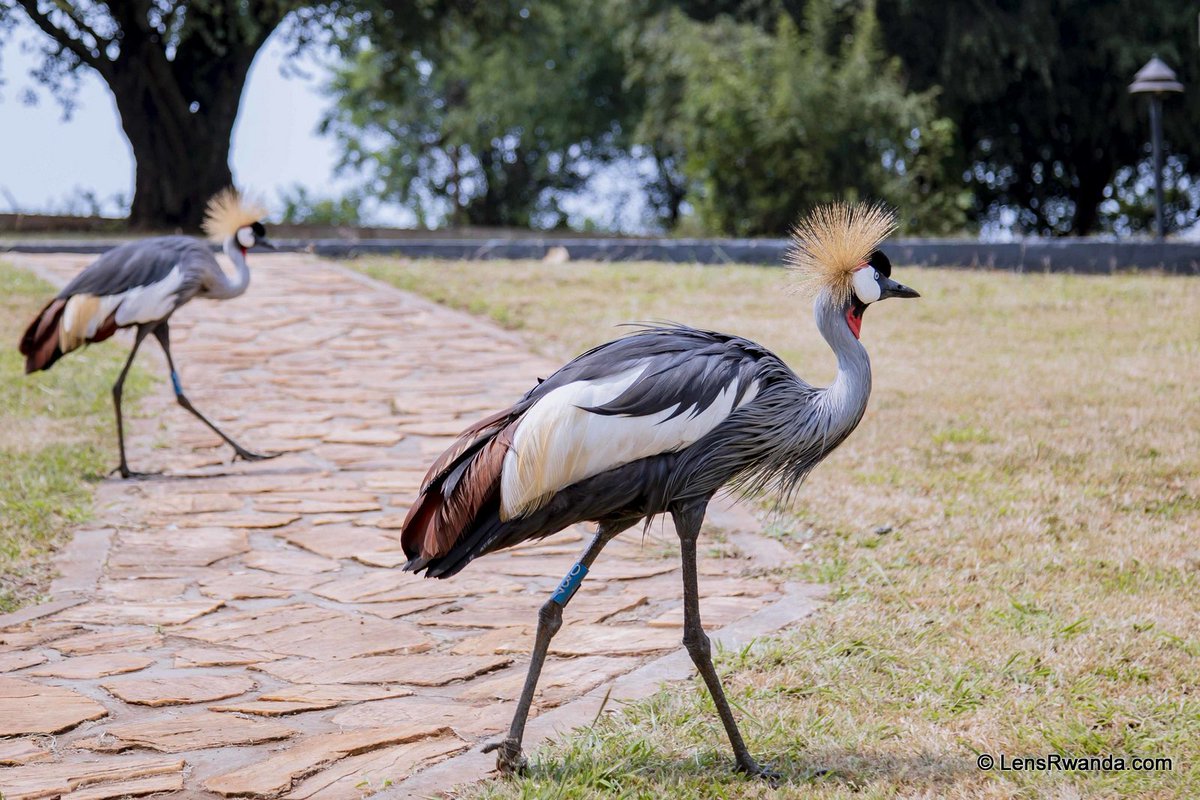 KPWings's tweet photo. Grey Crowned Cranes are iconic species in the wetlands of Rwanda and serve as indicators of the health of wetland ecosystems.
photos by @kwizeraimages 
@GuideRwandan @RDBrwanda @UmusambiV https://t.co/gPBtbqA90l