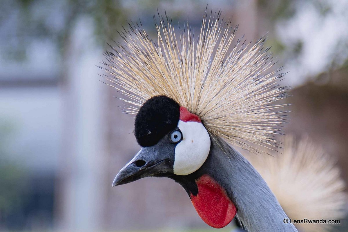 Grey Crowned Cranes are iconic species in the wetlands of Rwanda and serve as indicators of the health of wetland ecosystems.
photos by <a href="/kwizeraimages/">Emmanuel Kwizera</a> 
<a href="/GuideRwandan/">Tour guide, birds researcher and conservationist</a> <a href="/RDBrwanda/">Rwanda Development Board</a> <a href="/UmusambiV/">Umusambi Village</a>