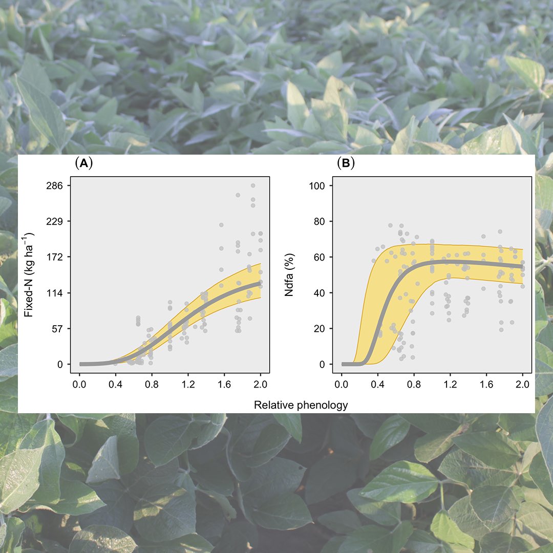 CiampittiLab's tweet photo. #ArticleAlert🚨

Biological nitrogen fixation is the most relevant process in soybeans to satisfy plant N demand and sustain seed protein formation.

Explore our latest work about "Revisiting Biological Nitrogen Fixation Dynamics in Soybeans"
https://t.co/4K35NUjtBG https://t.co/PdkGjk4mSx