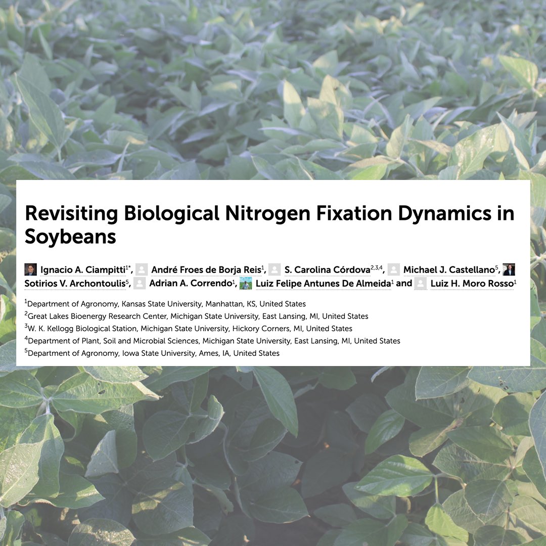 CiampittiLab's tweet photo. #ArticleAlert🚨

Biological nitrogen fixation is the most relevant process in soybeans to satisfy plant N demand and sustain seed protein formation.

Explore our latest work about "Revisiting Biological Nitrogen Fixation Dynamics in Soybeans"
https://t.co/4K35NUjtBG https://t.co/PdkGjk4mSx