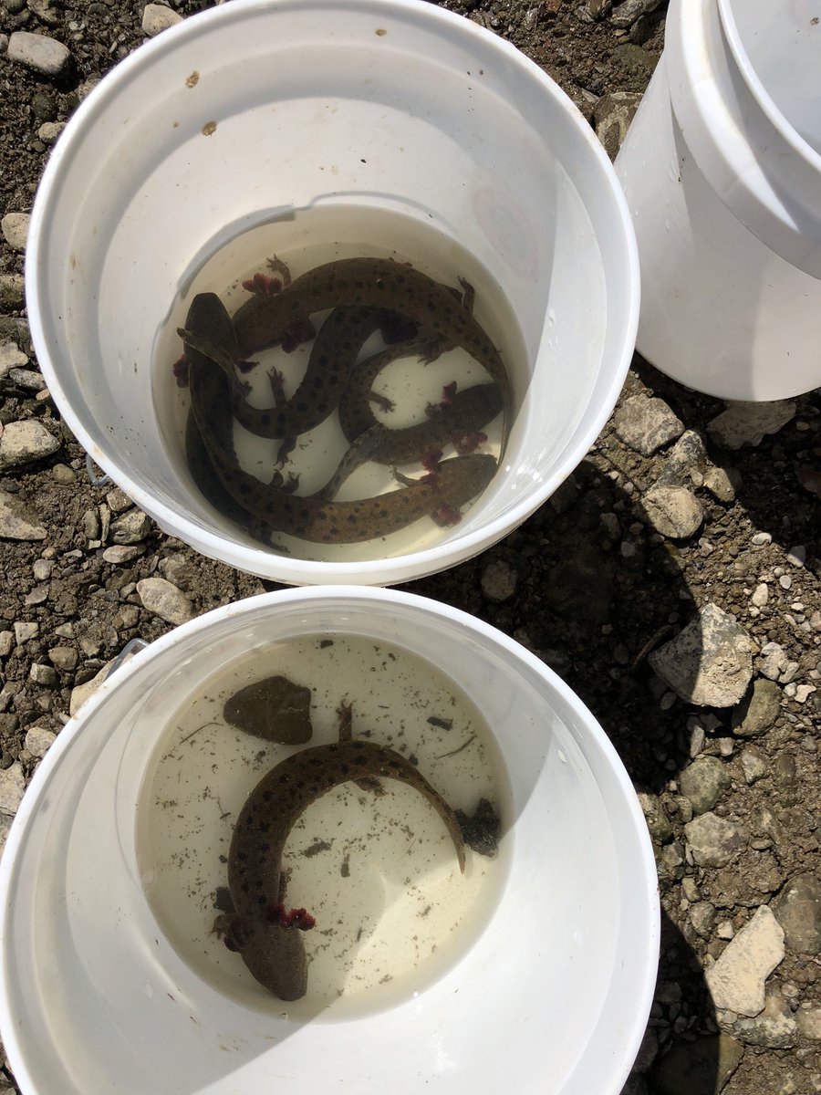 Mudpuppy Love tweet media