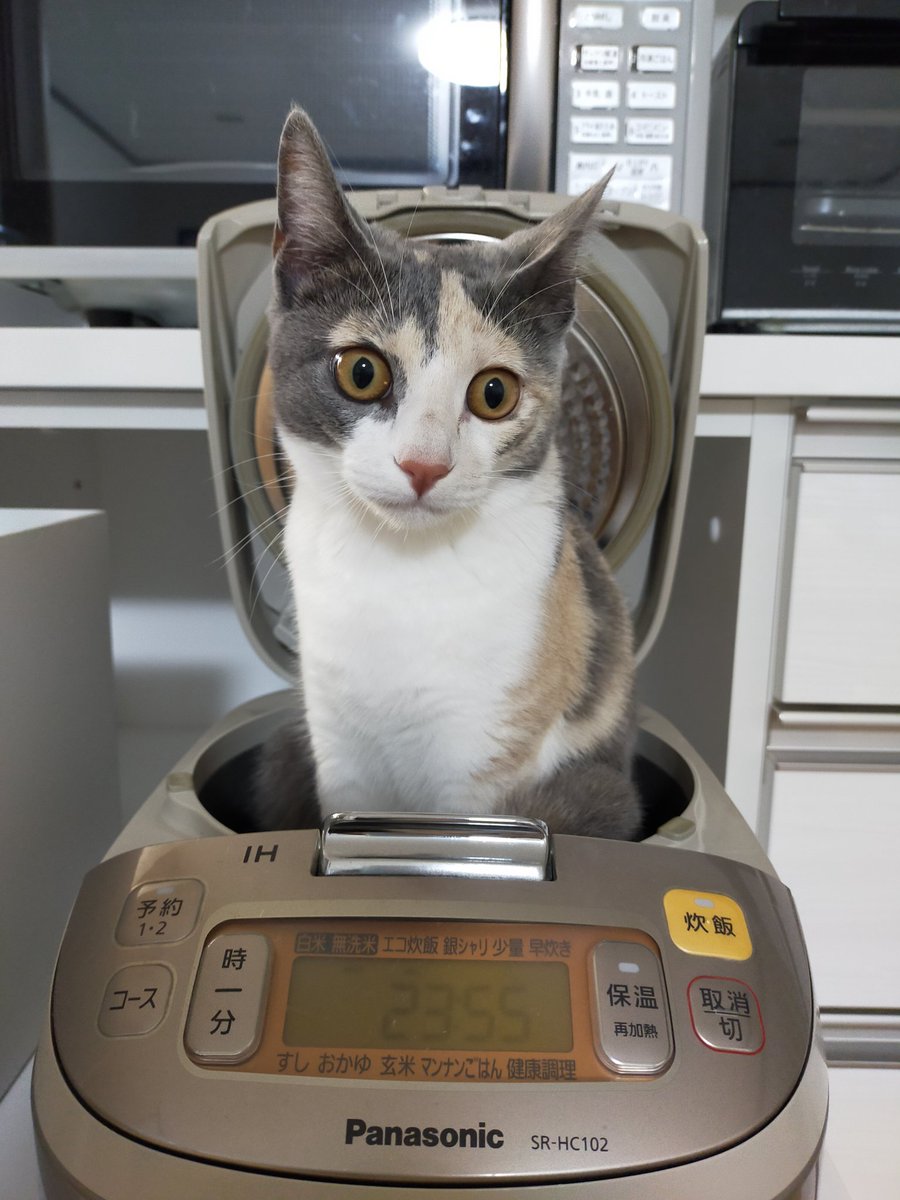 okd0301's tweet photo. #猫のいる暮らし #猫 #炊飯器猫 https://t.co/o1nyATRTva