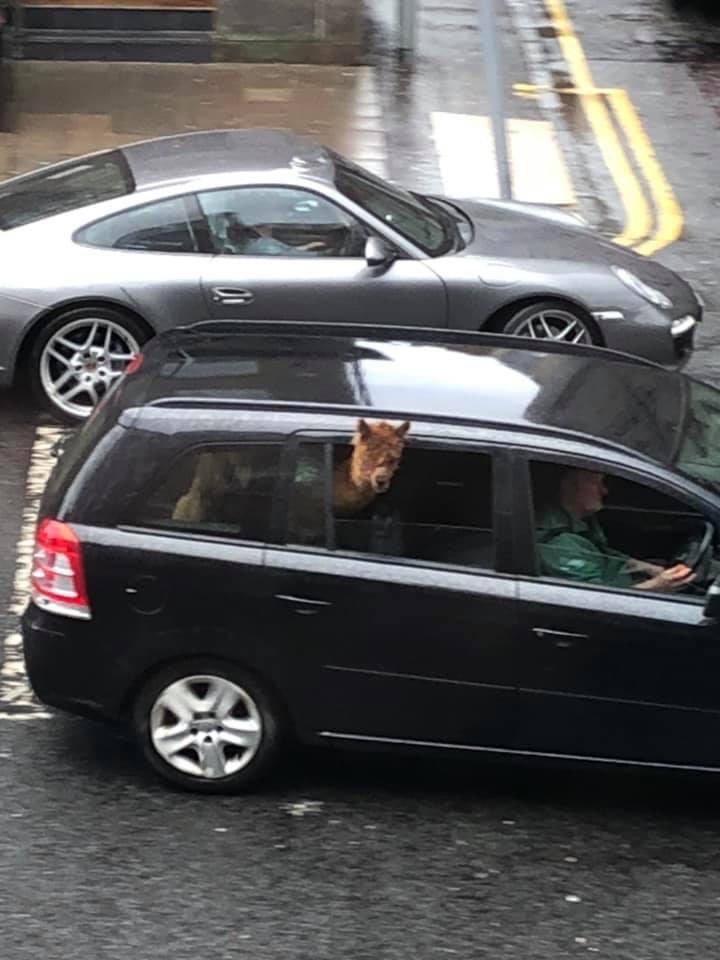 Someone is driving round Edinburgh with an alpaca in their car. (Not my pics)