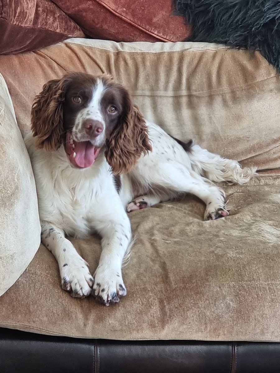 I might be biased but he's one fine looking dog #TPDRatana