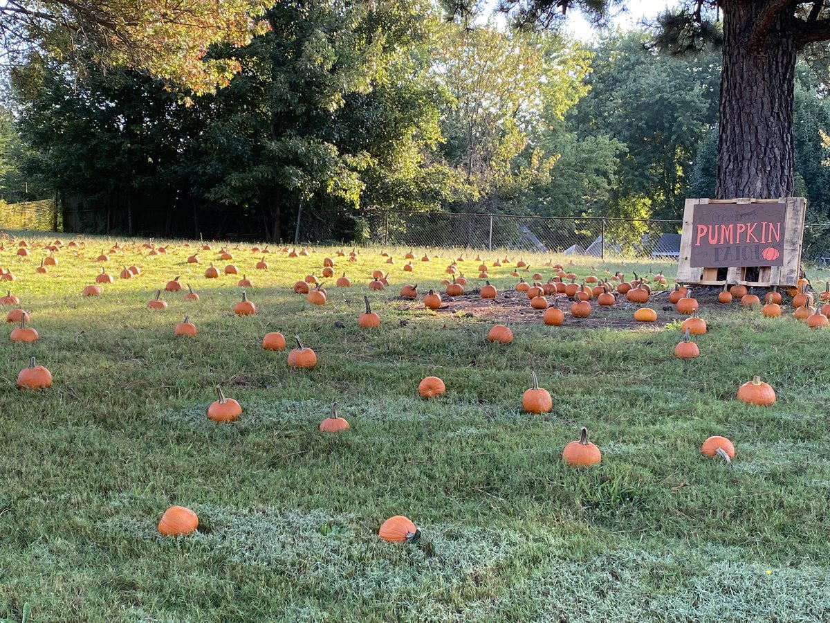 We are ready for our lil pumpkins to get one of their very own! Let the festivities begin!!! #FallFun #pumpkins #TeamDCS