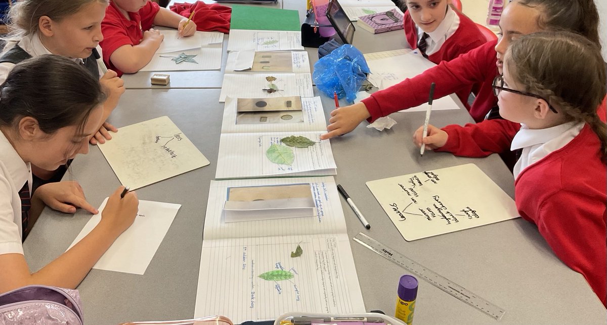 WhetstoneYear6's tweet photo. Year 6 have worked hard to create a classification system for leaves this afternoon. 🍃🌿☘️ https://t.co/V8DBWt7Pj8