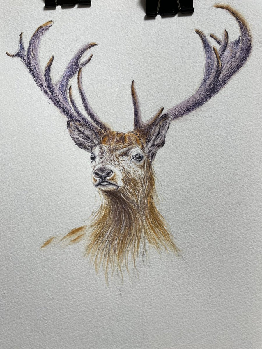 cha263's tweet photo. Just finished this stag painted in watercolour 👩‍🎨🙏 https://t.co/DN5QyMx21B