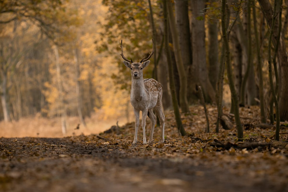 La chasse n'est PAS un sport !
Prenez une photo, pas une vie.