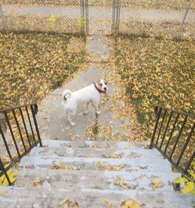 bmcnews's tweet photo. MISSING DOG: Nacho went missing around 7 p.m. in the area of 92 St. &amp; 107 Ave. He has a red handkerchief &amp; blue collar with a light on it. If you find him please contact murdotml156@gmail.com. He is recently rescued &amp; loved by his new boy.
--
#YegMissingPets #yeg #yegdt #McCauley https://t.co/ukOsKGrRTL