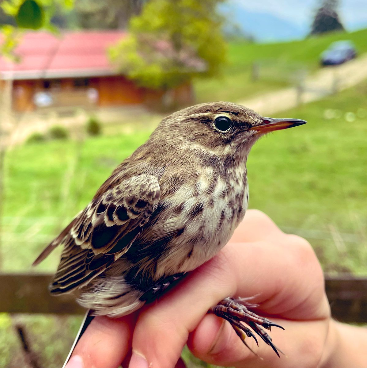 luethithomas's tweet photo. Wiesenpieper, Bergpieper und Baumpieper..
Drei Arten die regelmässig über den #Subigerberg ziehen.
Heute haben wir alle drei Arten beringt. Leider ist der Bergpieper hier im Jura als Brutvogel selten geworden. https://t.co/TGW7JQA92U