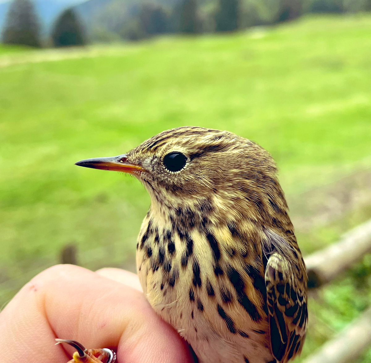luethithomas's tweet photo. Wiesenpieper, Bergpieper und Baumpieper..
Drei Arten die regelmässig über den #Subigerberg ziehen.
Heute haben wir alle drei Arten beringt. Leider ist der Bergpieper hier im Jura als Brutvogel selten geworden. https://t.co/TGW7JQA92U