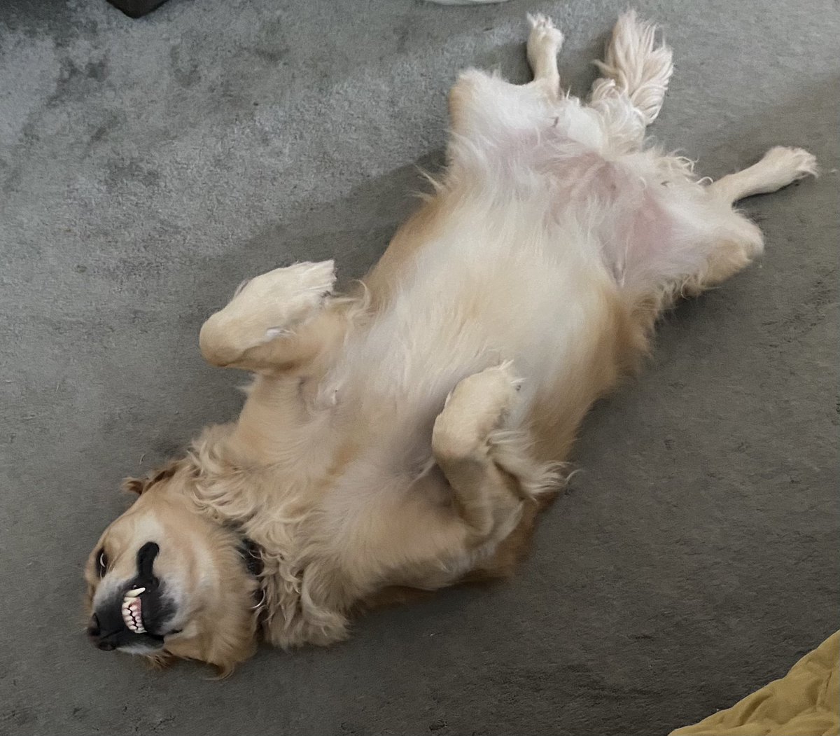 Nellie looks like she’s breaking some new teeth in.