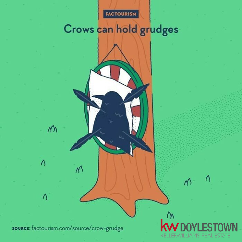 johnhinrichs80's tweet photo. #FUNFACTFRIDAY Crows can hold grudges. This is not just the work of horror movies. Studies have shown that crows remember who did wrong to them and act accordingly. Remember that next time you trick one. #KW #KellerWilliams #KWDoylestown #JeffLavineTeam #Crows #SchittsCreek https://t.co/pm2gmggTr3