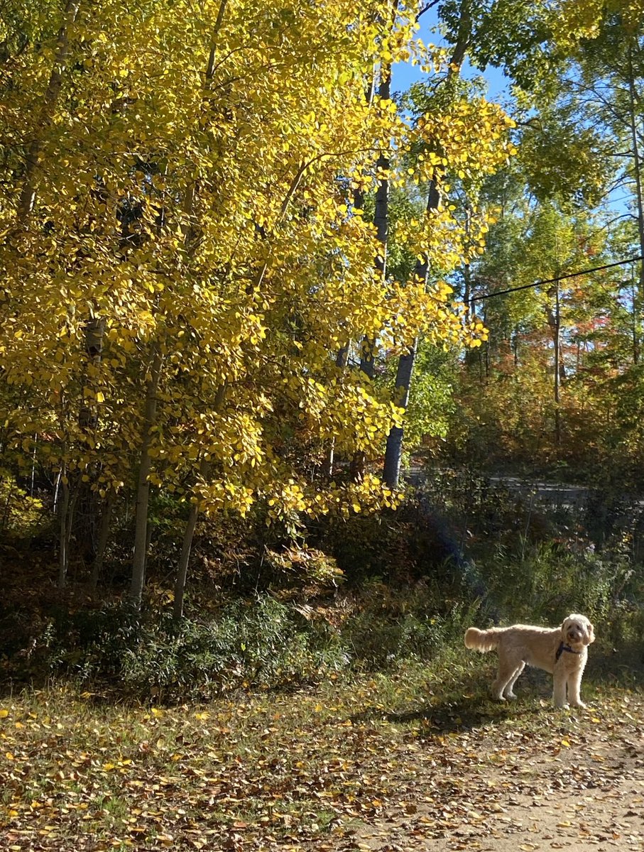 The Dog Squad is set for the long weekend! Taz is ready for cuddles under a cozy blanket, Ricky is ready for long walks outside and Winston can’t wait to enjoy the gorgeous leaves! Wishing you and yours a #HappyThanksgiving 🍁🐾