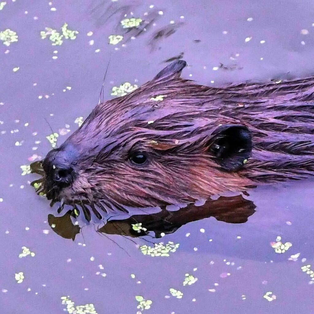 gttavisions's tweet photo. When I'm out in the forest I'm almost always looking up. But, sometimes it helps to change your perspective - you never know what you'll find.
.
.
.
#beaver #beavers #beaversofinstagram #beaverphotography #beaversofontario #northamericanbeaver #northamer… https://t.co/tqqhq5yLky https://t.co/NEp9hpNoMn