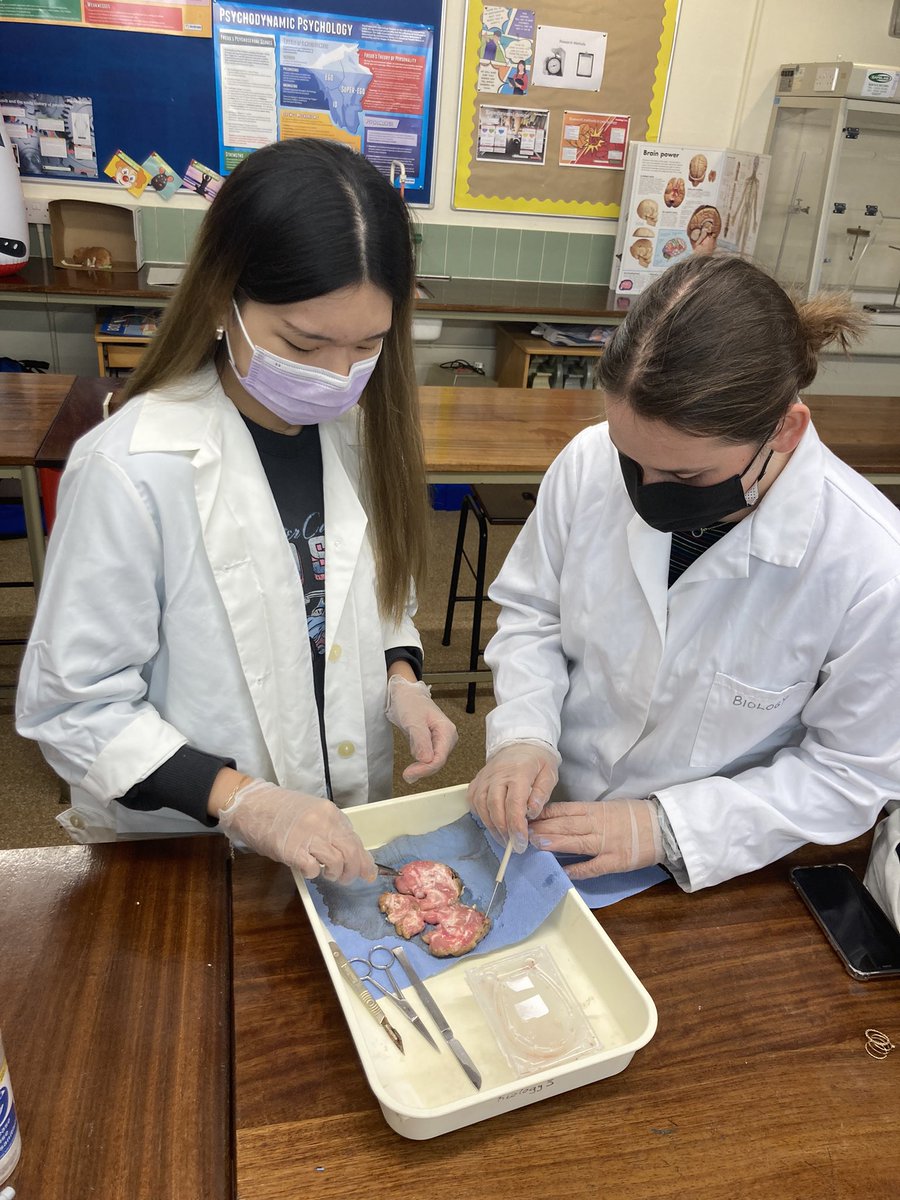 U6 🧠 dissection practical today to complete the A Level Biopsychology topic. Great work girls 👍🏻#aqapsychology #learningisfun