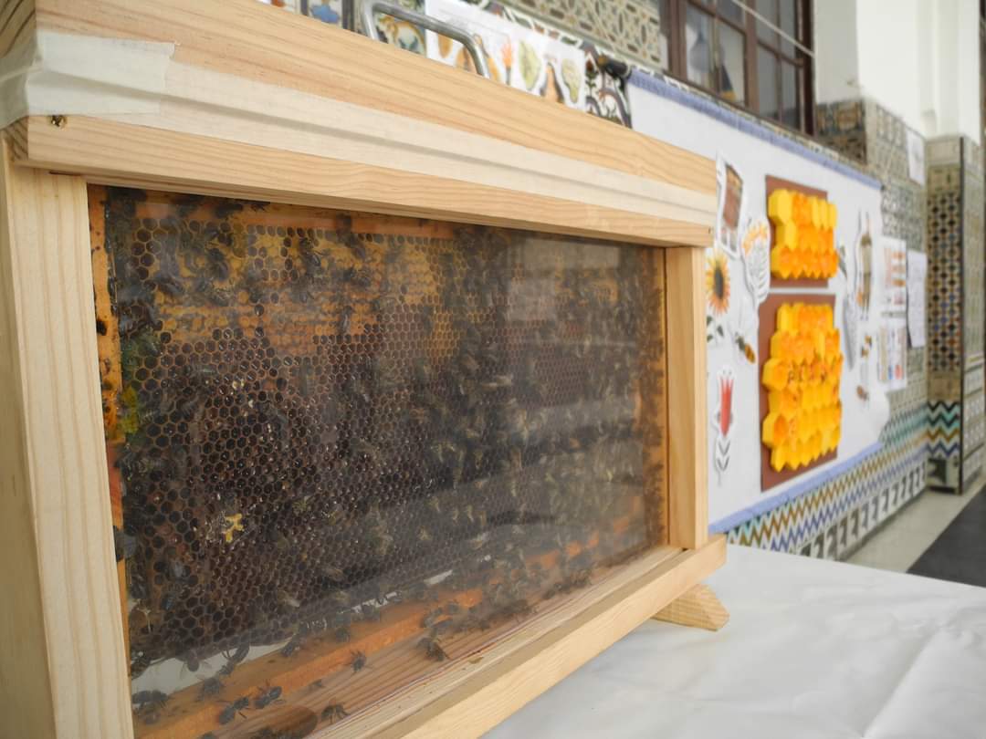 ¡Nuestras abejas vuelven a la carga! Remite la pandemia y volvemos a las aulas! Ya son muchos coles los que nos están contactando para realizar nuestra actividad. Contacta con nosotros y te mandamos toda la info que necesites para llevar #apicoles a tu centro. 📧 hola@elabejar.es