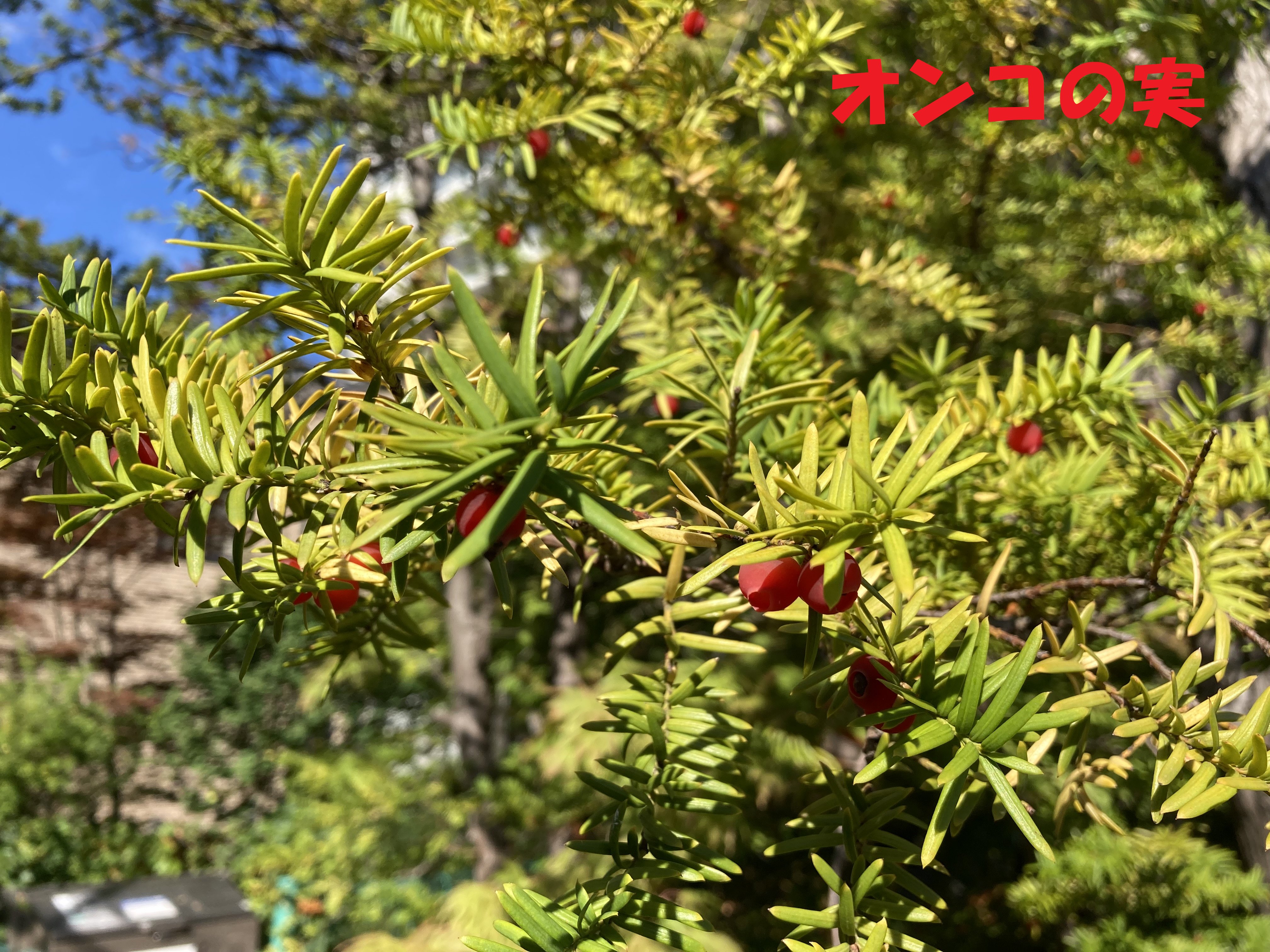 Cvnl幌西s13 クルーザーバレーニューリーフs13です 近所のお庭のオンコの木に赤い実がついています 秋ですね オンコ の正式名称は 一位 イチイ 神官が使う笏がこの木から作られ 木目の美しさからこの名がついたなど諸説あり 実は