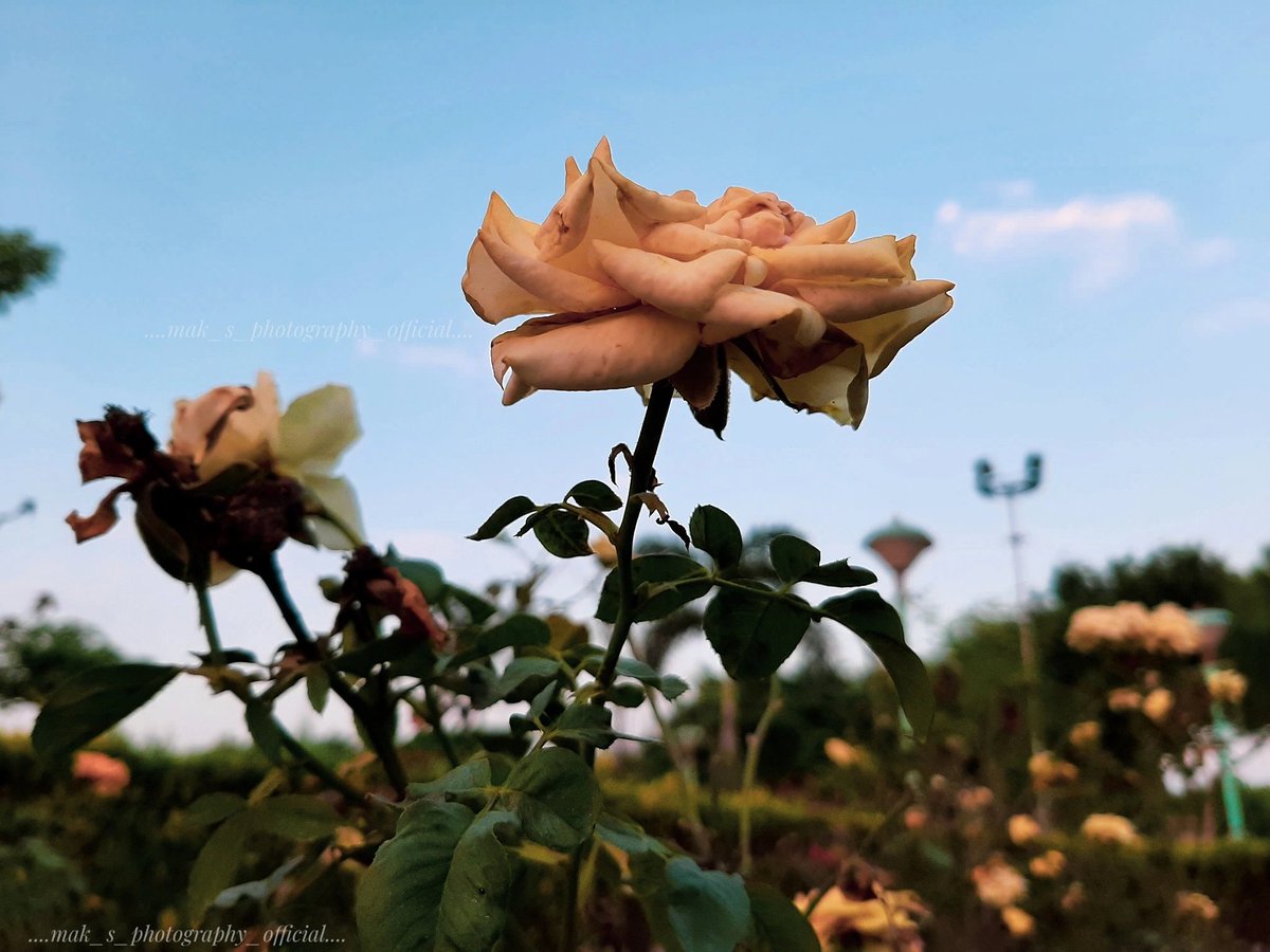 MAKPHOTOGRAPHY2's tweet photo. #SamsungA50
#nature #naturelover #naturephotography #travel #travellingphotography #travellblogger #blogger #street #streetphotography #mobilephotography #Sunset #sunshine #whiterose #garden #leaves #relaxation #peace #colors #art #design #artist #Rosegarden #BahriaTown #Lahore https://t.co/q38ESDXKLK