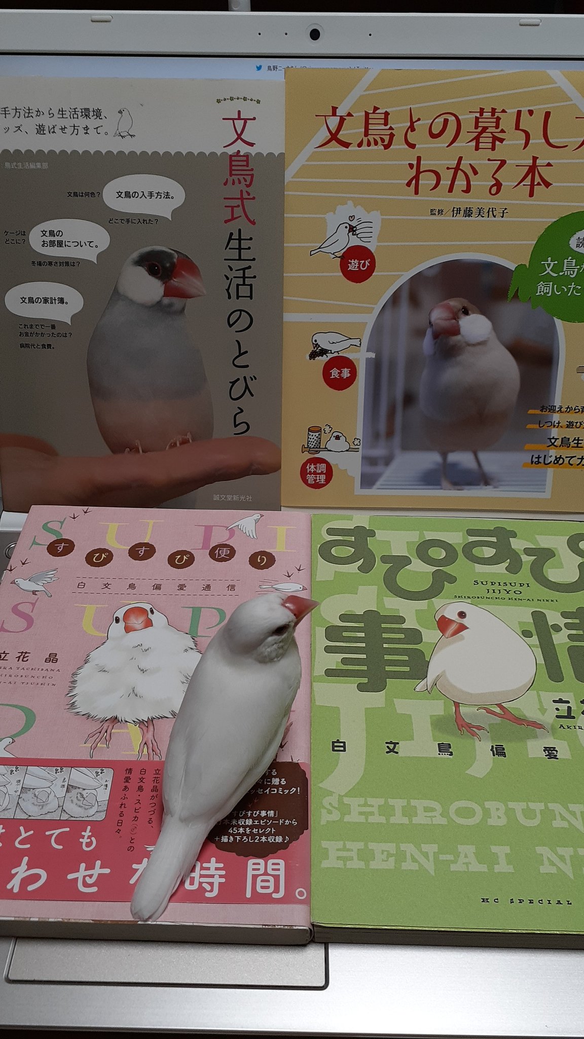 すぴすぴ便り Twitter Search Twitter