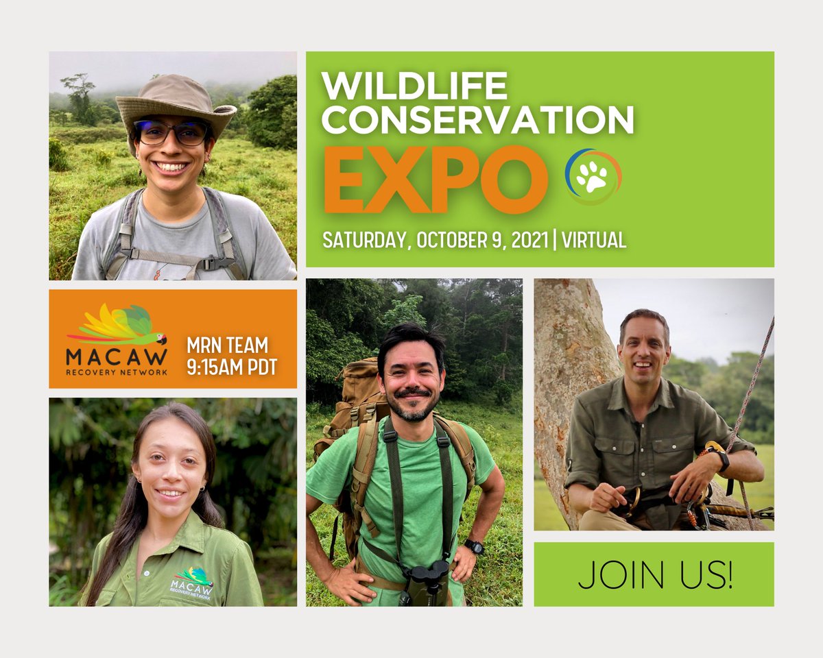 MacawRecoveryNetwork (@macawnetwork) on Twitter photo We are gearing up for tomorrow's virtual <a href="/wildnetorg/">Wildlife Conservation Network</a> Expo and we hope you can attend! At 9:15am PDT, our team will be taking you on a journey through Costa Rica and share about our core programs for conserving Parrots and their habitat. Register now! wcnexpo.org We are gearing up for tomorrow's virtual <a href="/wildnetorg/">Wildlife Conservation Network</a> Expo and we hope you can attend! At 9:15am PDT, our team will be taking you on a journey through Costa Rica and share about our core programs for conserving Parrots and their habitat. Register now! wcnexpo.org