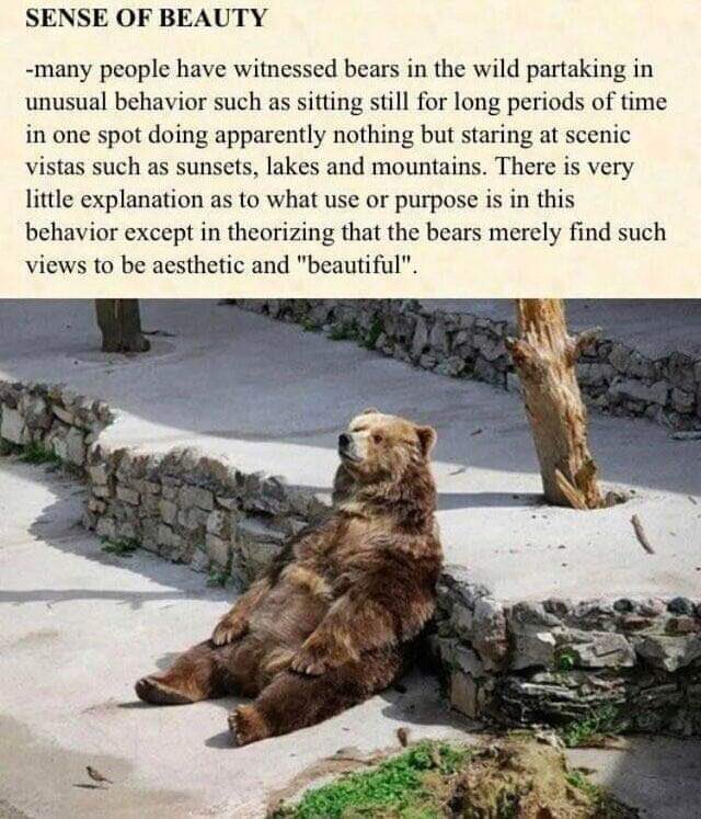 "why are you crying?"

because bears sit and look at good views