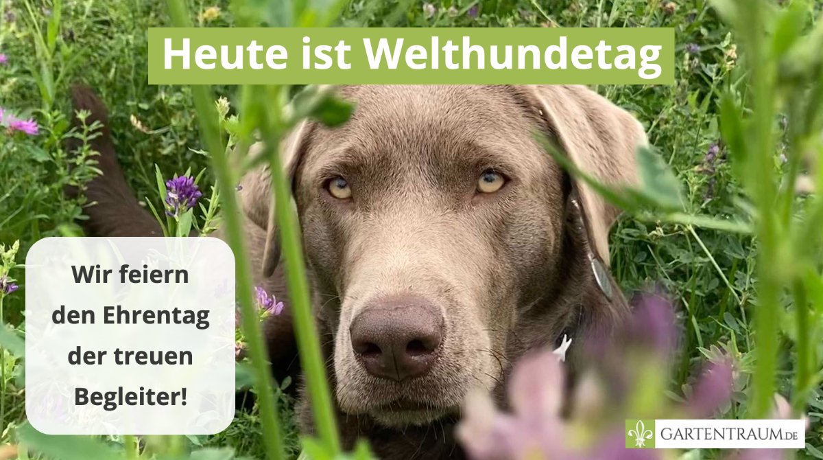 Heute zum #Welthundetag möchten wir alle Fellnasen dieser Welt feiern! 🐕 Als treue Begleiter zaubern sie uns nicht nur ein Lächeln ins Gesicht, sondern unterstützen uns in alltäglichen Aufgaben, wie Blindenführung, Zoll-Unterstützung oder aber auch Therapiefällen! 
#gartentraum