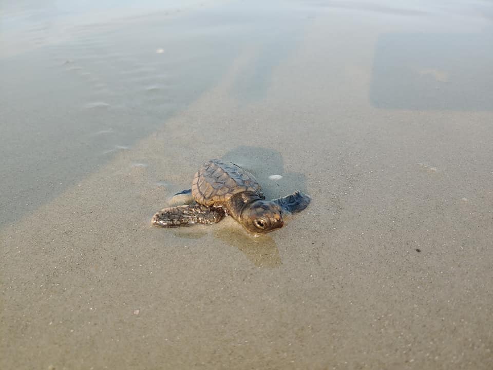 That's a wrap on our 2021 sea turtle nesting season! We had 19 loggerhead sea turtle nests + approx 2,018 eggs deposited on our beaches. 100% of our nests emerged! See updates here: bit.ly/3fZ7jFe 🐢
.
#tybeeislandmarinesciencecenter #tybeeisland #seaturtlenestingseason