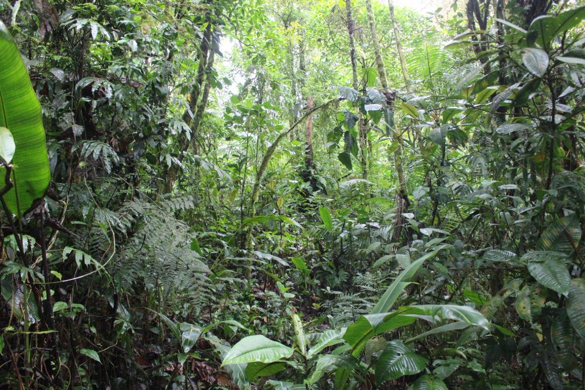 Ante la crisis climática, de biodiversidad y del océano, hoy Costa Rica 🇨🇷demuestra nuevamente su incansable compromiso hacia el bien común del planeta y de todos los seres vivos que lo habitan.