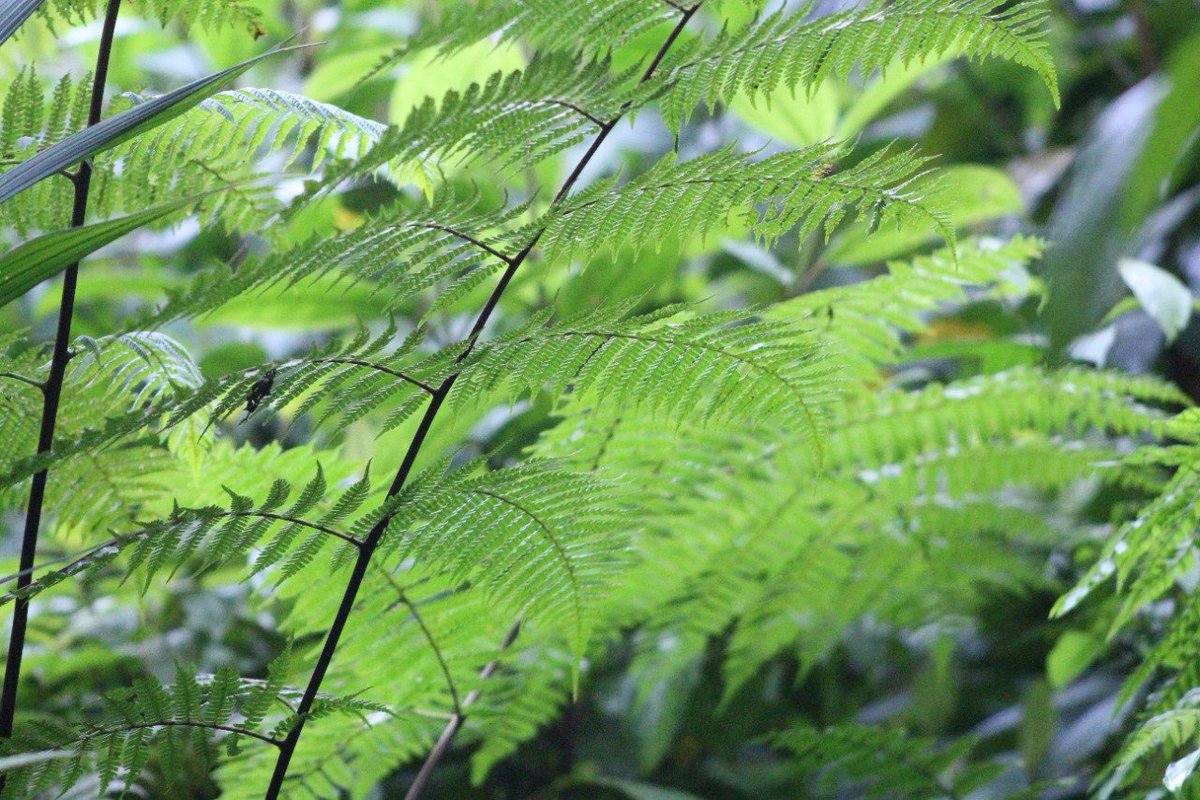 La <a href="/CRcancilleria/">Cancillería Costa Rica 🇨🇷</a> pone de relieve cómo la política exterior y la #DiplomaciaAmbiental continúan siendo espacios clave para impulsar el bienestar y la supervivencia de las presentes y futuras generaciones.