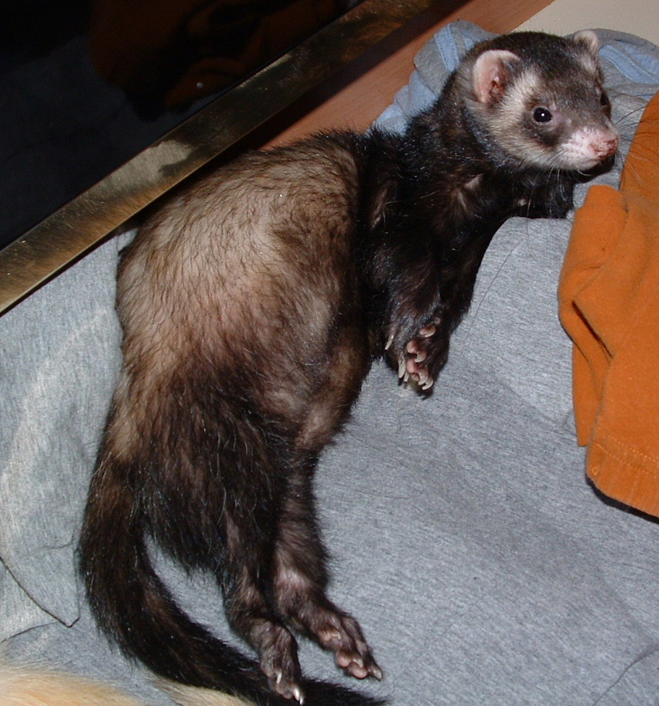 angusmacferret's tweet photo. Be made of defiance like Mig Ferret #DoNotComply #DoNotSubmit #DoNotGiveIn #BeMoreFerret https://t.co/6ouiocRU9Y