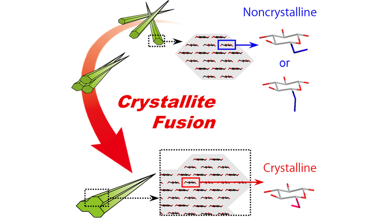 angew_chem's tweet photo. Recovery of the Irreversible Crystallinity of Nanocellulose by Crystallite Fusion: A Strategy for Achieving Efficient Energy Transfers in Sustainable Biopolymer Skeletons (Saito) @gp3869 @UTokyo_News_en #openaccess https://t.co/D7iwK7kxr7 https://t.co/BdEkDLc47p
