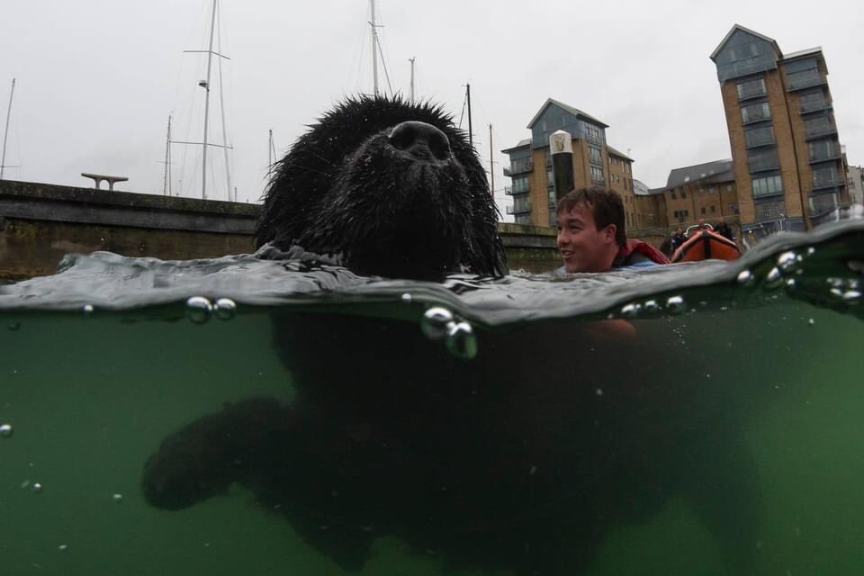 RT @NewfoundFriends: Thor rescues for Bath Cats and Dogs/ Bristol Animal Rescue at Portishead Marina last weekend. https://t.co/CnUfm03d2q