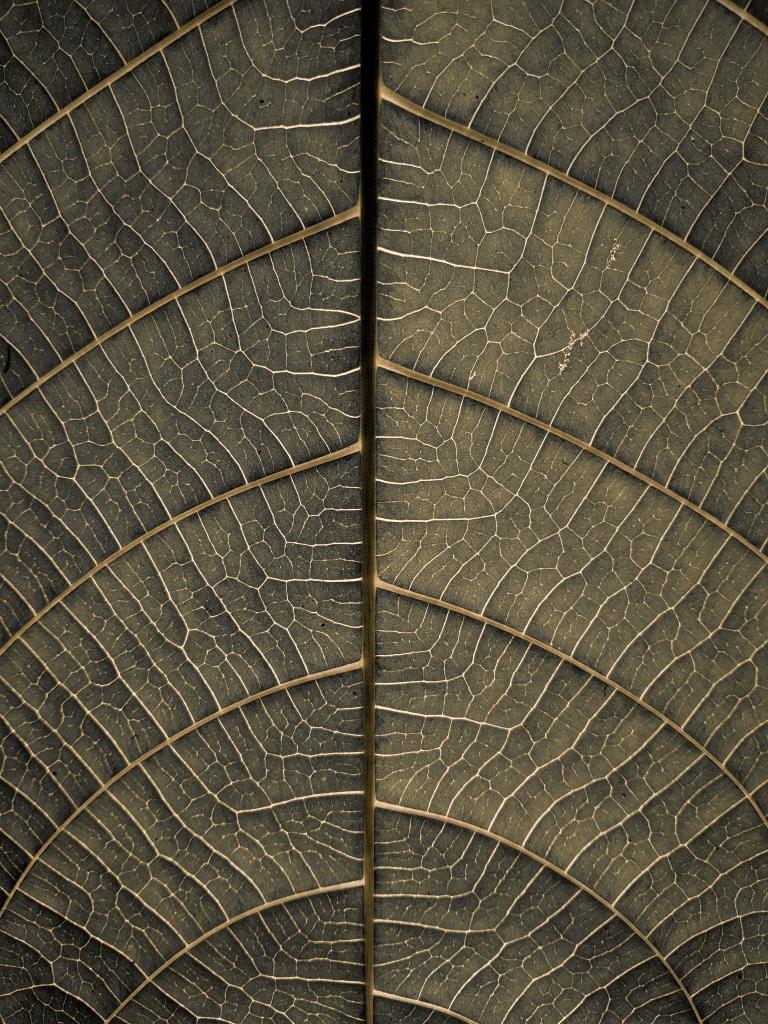 MaDegStudio's tweet photo. @muhammadljunaid Vain of leaf https://t.co/Pf9FO83UxN