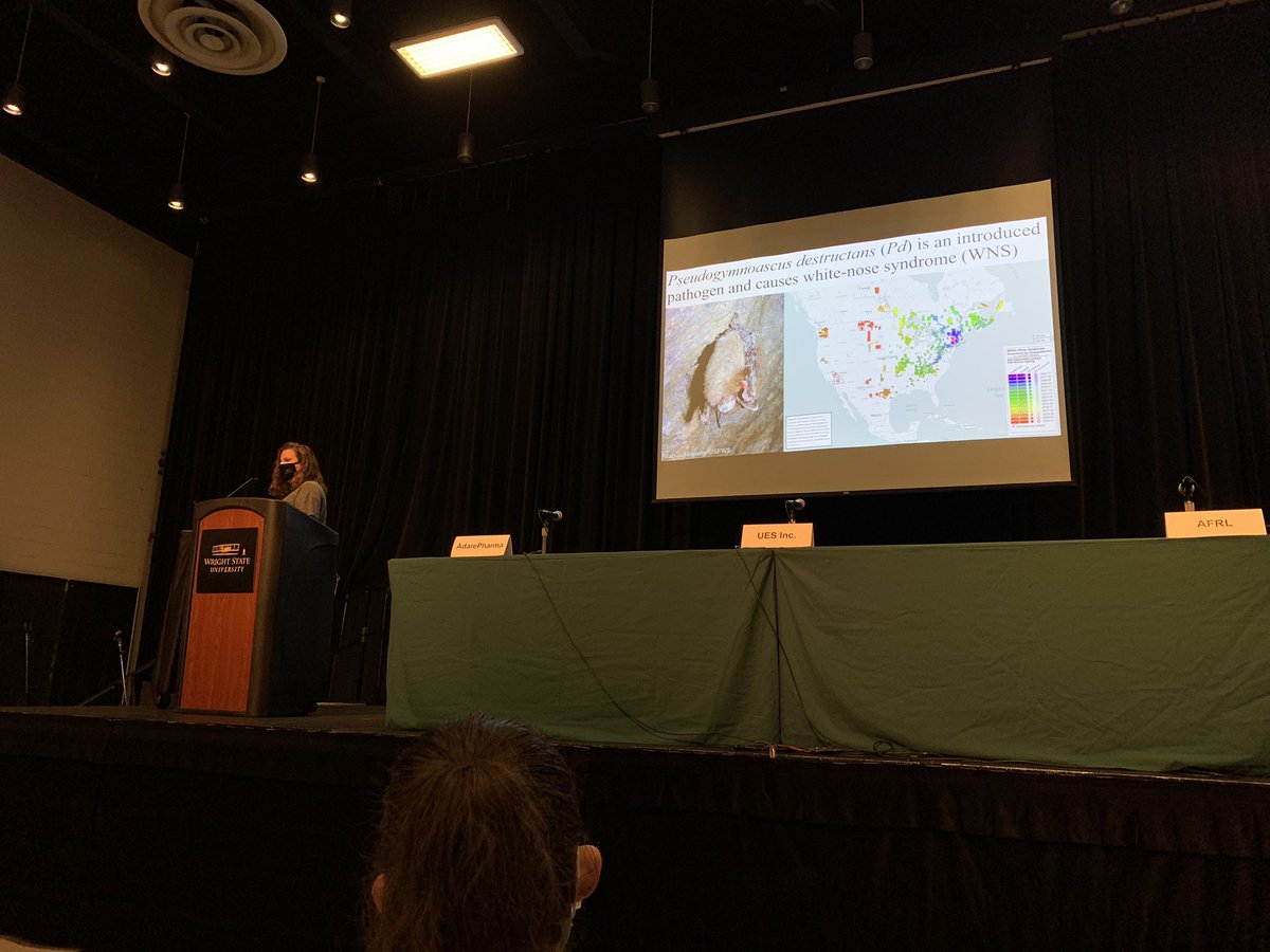 megrua's tweet image. Next up at the @wsu_cosm Festival of Research is another #RuaLab and ES PhD student @MollySimonis sharing extrapolations from her research examining ecosystem services lost due to bat mortality from White Nose Syndrome