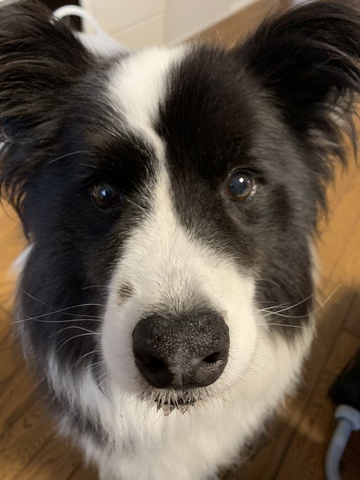 ボーダーコリーのtwitterイラスト検索結果