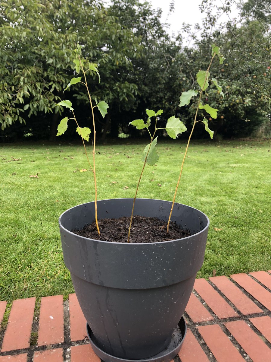 Silver birch trees safely back to Somerset 👌🌱<a href="/FW_Awards/">FarmersWeekly Awards</a> #FWAwards @WoodlandTrust