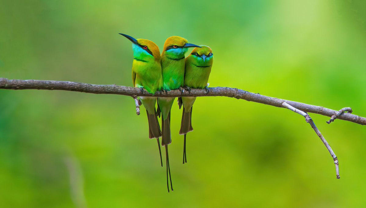 HarshithDevdhar's tweet photo. Green Bee-eater,s
.
Other things may change us, but we start and end with the family.
.
Shot On Nikon D750 With Tamron 150-600mm G2 lens .
.
#NaturePhotography #wildlifephotography #BirdsPhotography #Green #birds #photography #Nikon #natgio #natgioindia #natgioasia https://t.co/imrjvwzoiQ