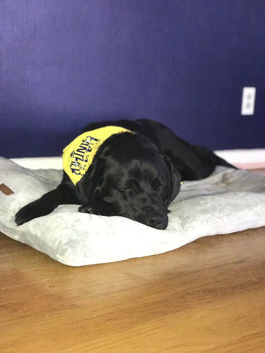 Mister_Diggle's tweet photo. It sure has been a long couple weeks! Couldn’t wait to get home and fall asleep! Looking forward to a chill weekend to rest up and hopefully play outside a lot! #workingdog #olediggle #PantherPride #helpinghumans https://t.co/qvNLyQcfNb