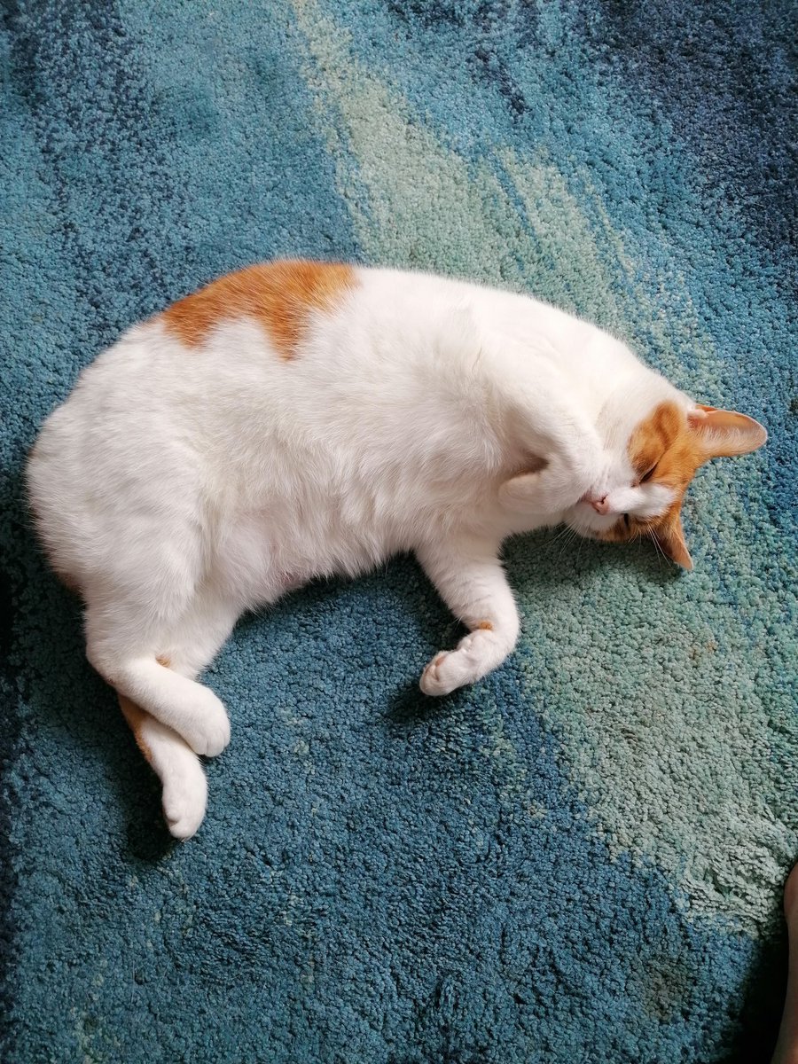 AplinIso's tweet photo. @Baddiel My cat has died with laughter at the video of foetus Dave Baddiel https://t.co/SFXMOliYPH