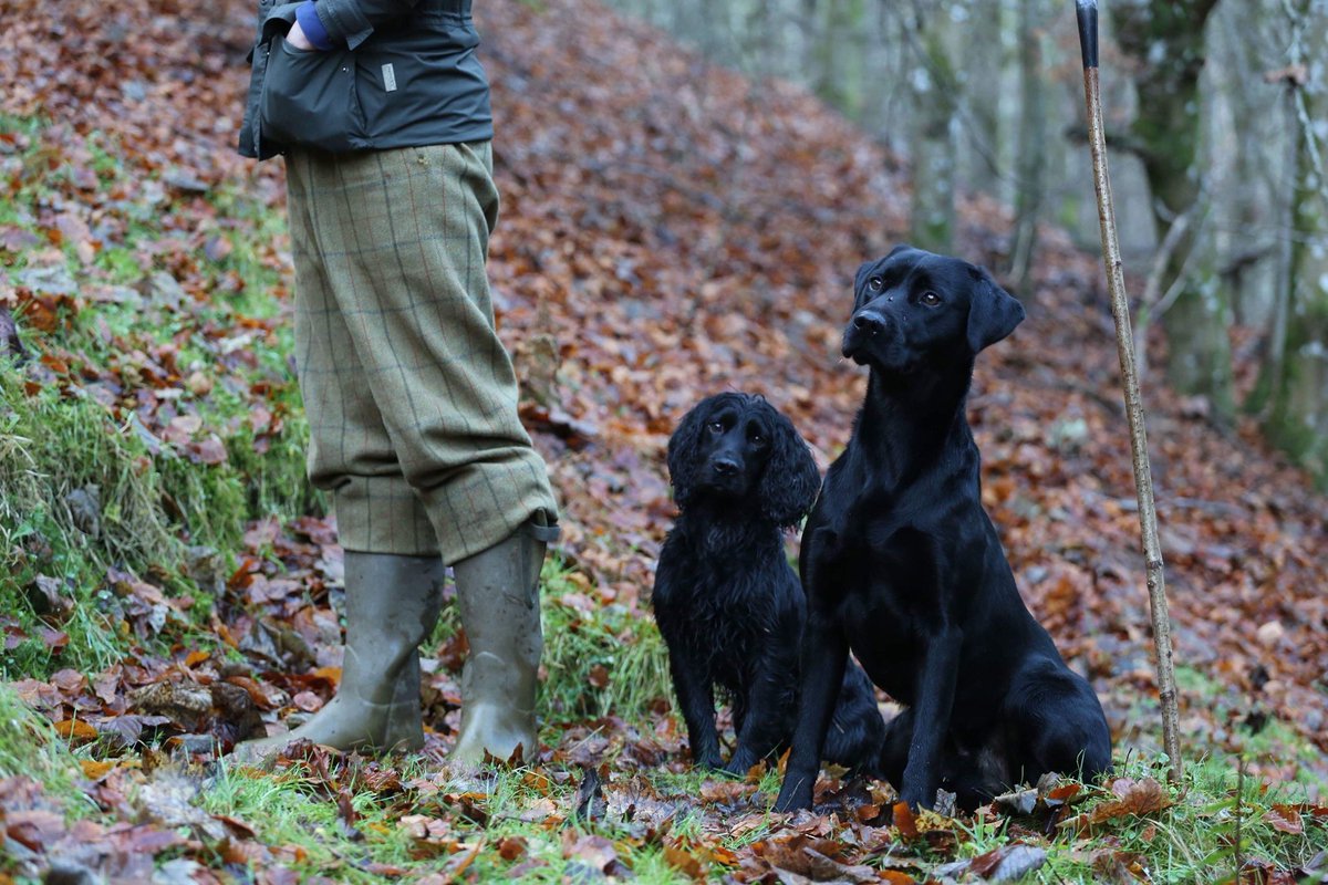 Are your four-legged friends ready for the season ahead?

Our latest blog features some top training tips to ensure your gundogs are ready for those special days in the field.

Read the full blog:bit.ly/GundogTraining…